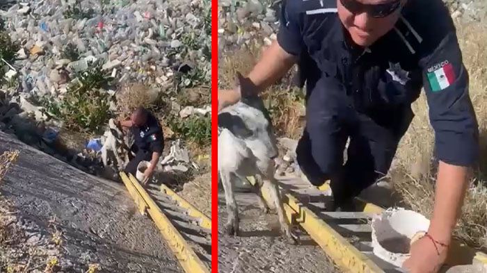 Policías municipales rescatan a perro atrapado en un canal de la colonia Zacatecas